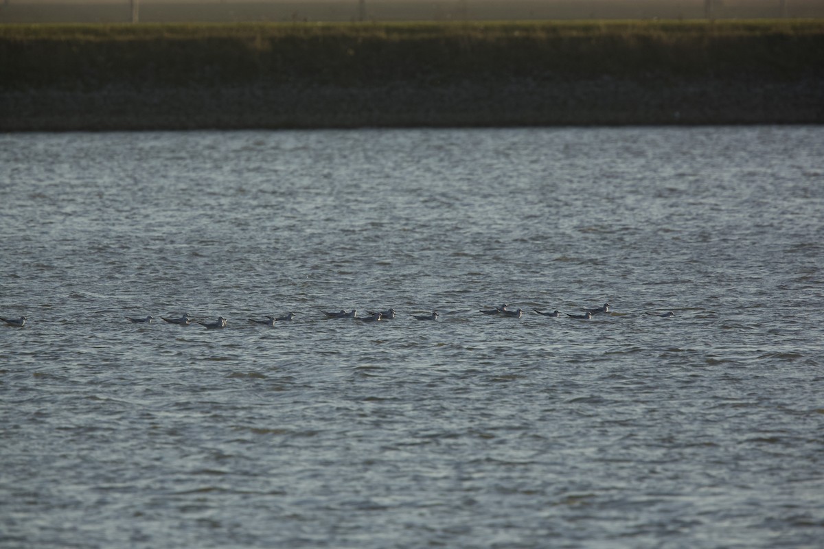 Bonaparte's Gull - ML610982830