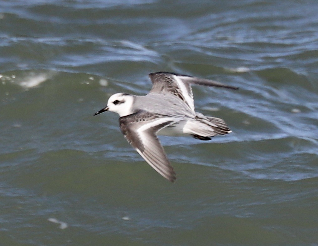Red Phalarope - Lenore Charnigo