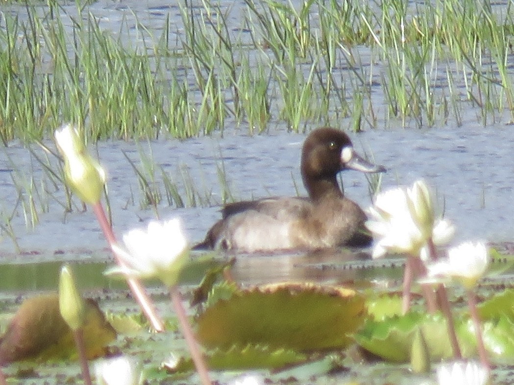 Lesser Scaup - ML610983028