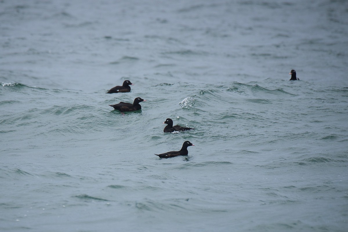 White-winged Scoter - ML610983058