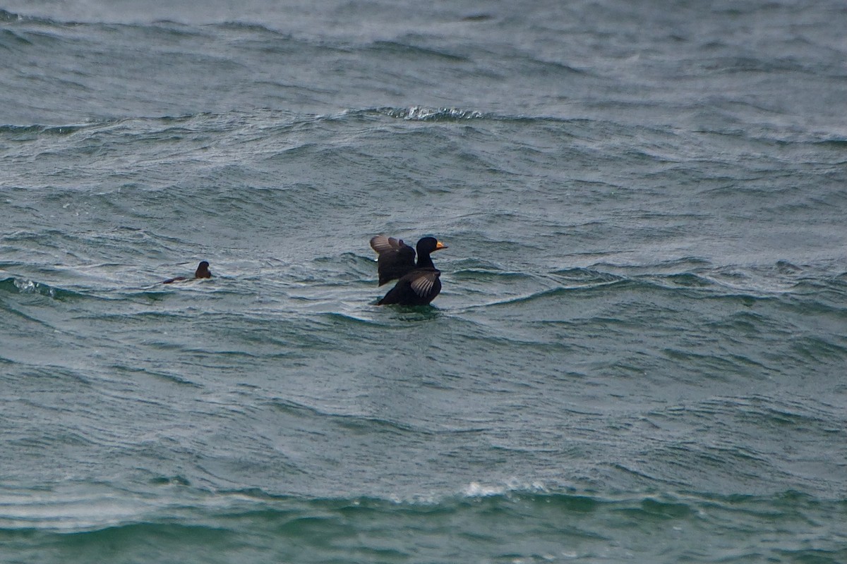 Black Scoter - ML610983069