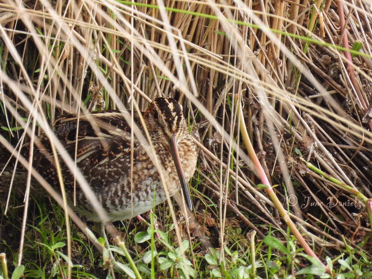 Wilson's Snipe - ML610983084