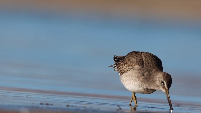 Long-billed Dowitcher - ML610983095