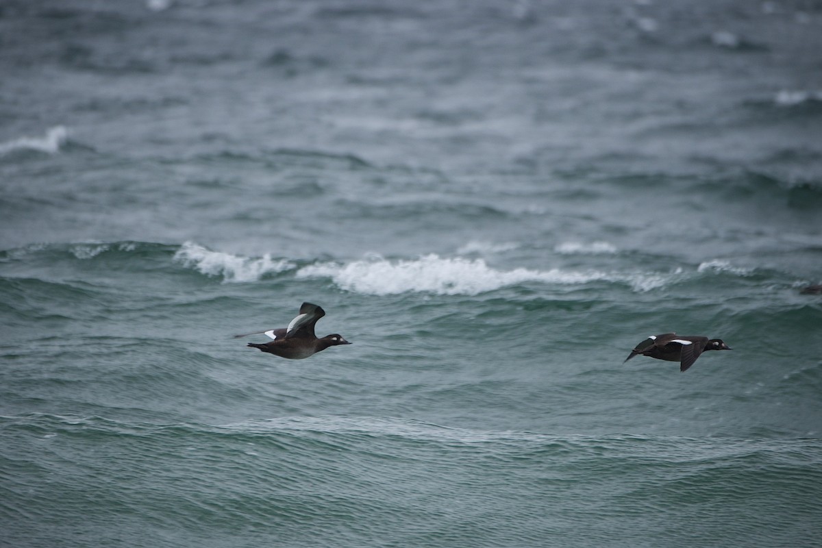 White-winged Scoter - ML610983116