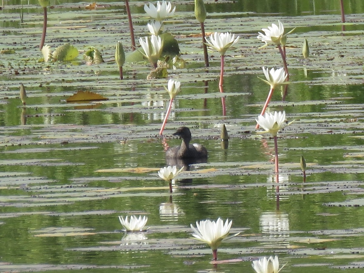 Least Grebe - ML610983136