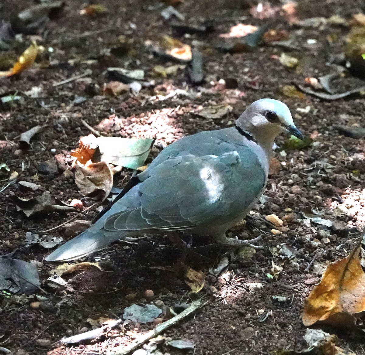 Red-eyed Dove - ML610983194