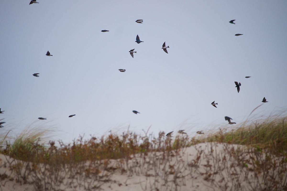 Tree Swallow - ML610983208