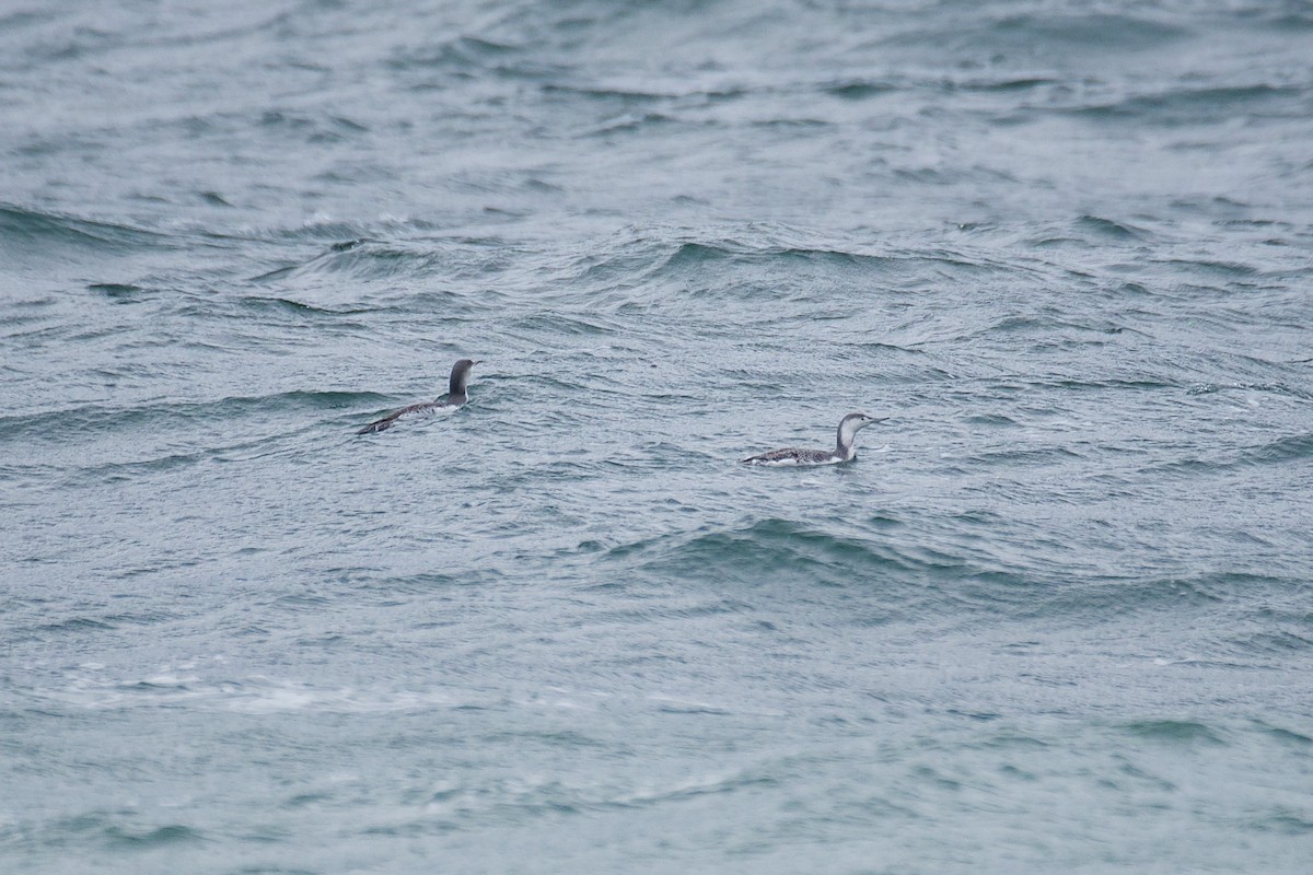 Red-throated Loon - ML610983212