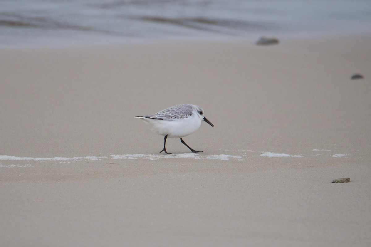 Sanderling - ML610983232