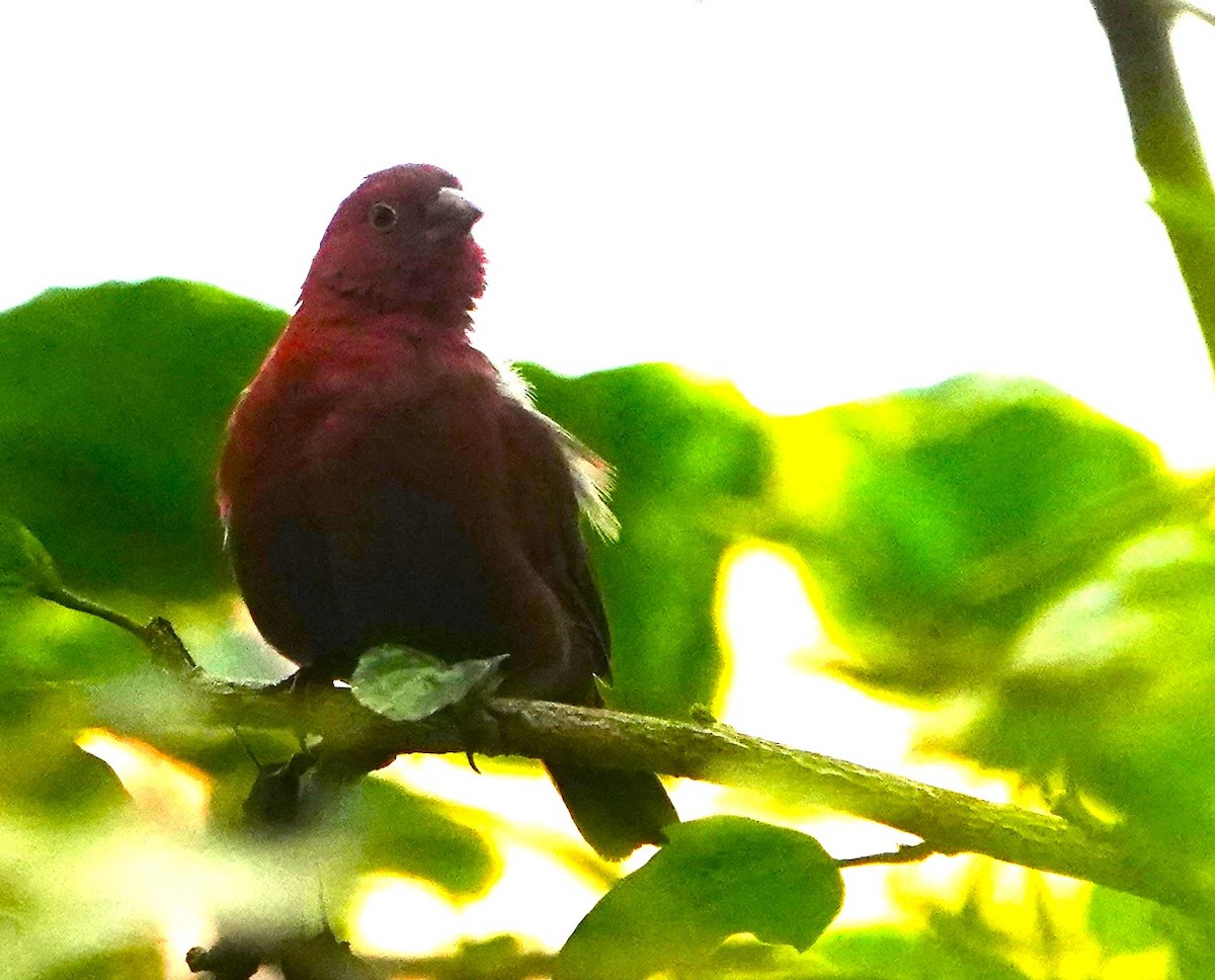 Red-billed Firefinch - ML610983248