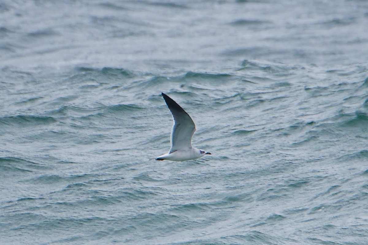 Laughing Gull - ML610983295