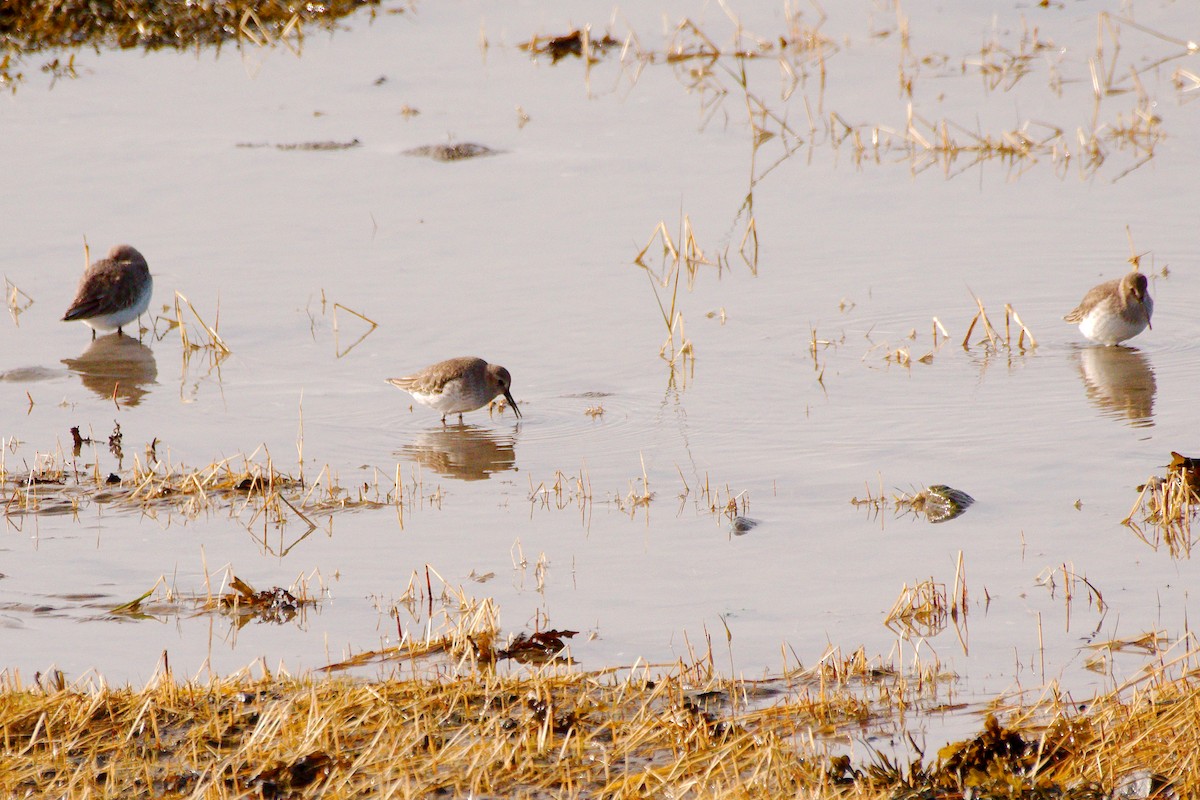 Dunlin - ML610983359