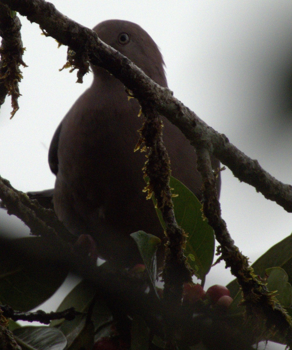 Plumbeous Pigeon - Beatriz Helena Pinzón Estupiñan