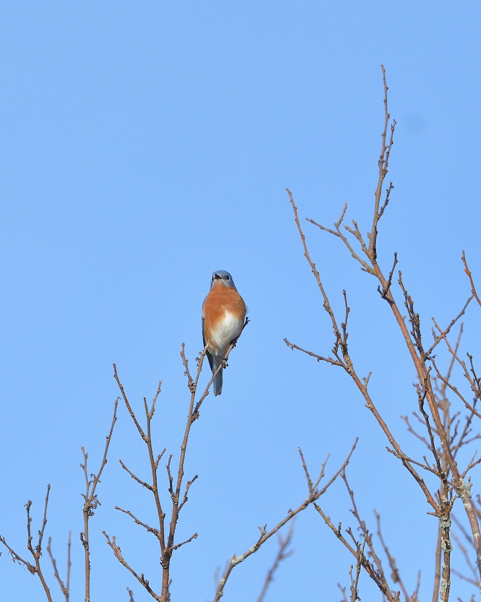 Eastern Bluebird - ML610983446