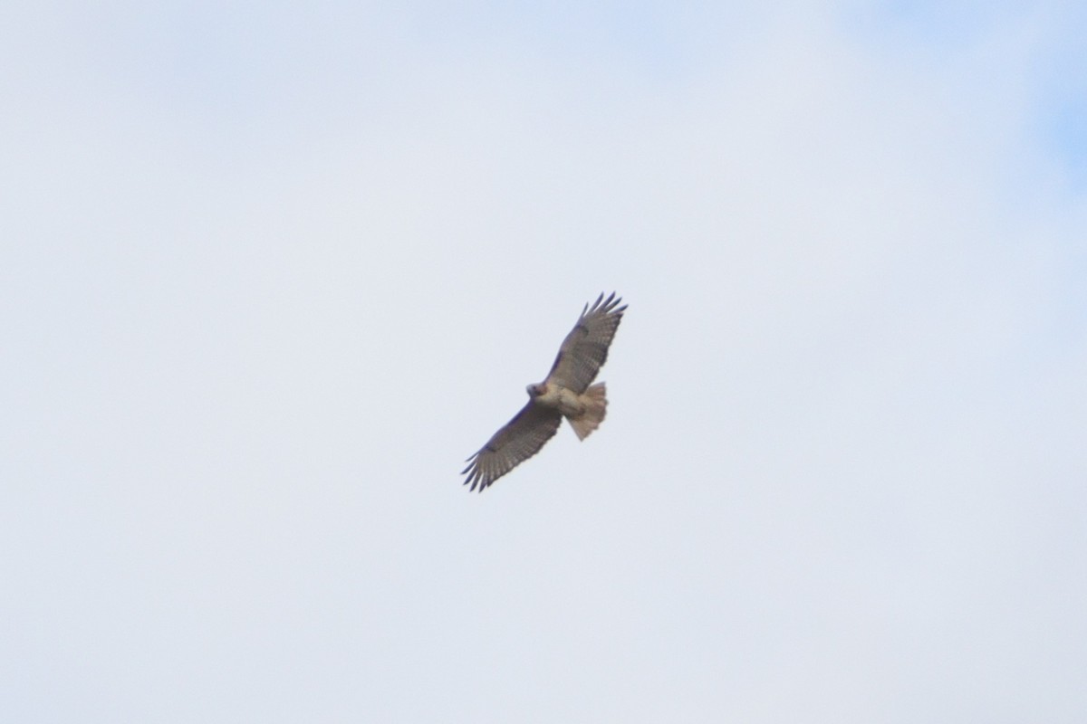 Red-tailed Hawk - ML610983469