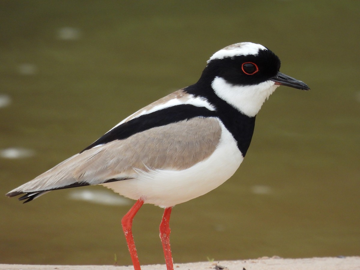 Pied Plover - ML610983470