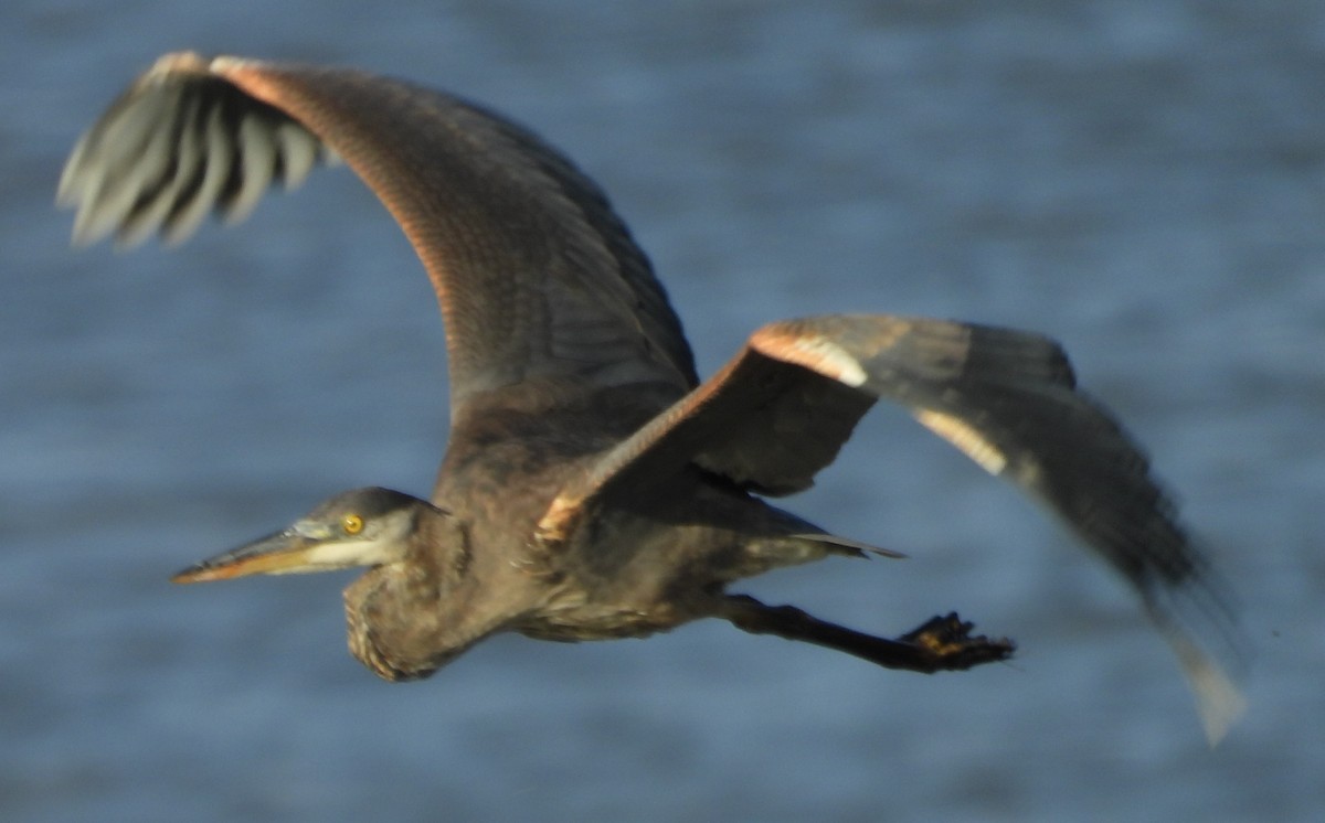 Great Blue Heron - ML610983506