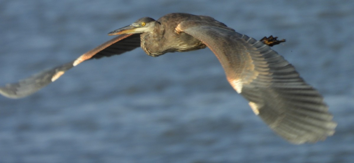 Great Blue Heron - ML610983507