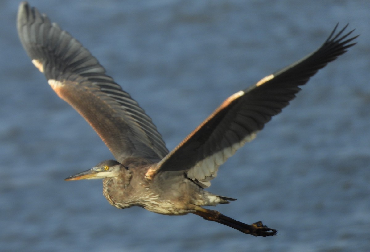 Great Blue Heron - ML610983508