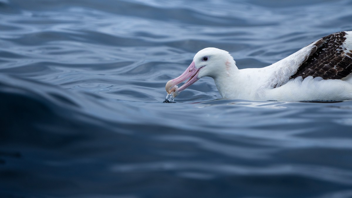 albatros stěhovavý - ML610983594