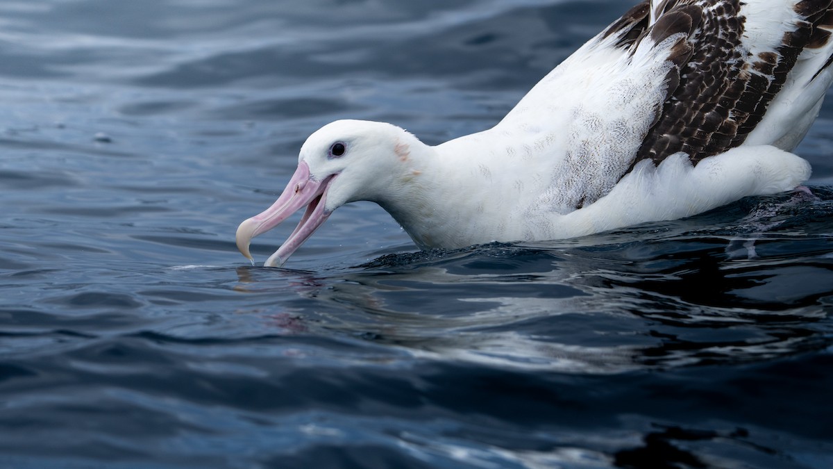 albatros stěhovavý - ML610983596