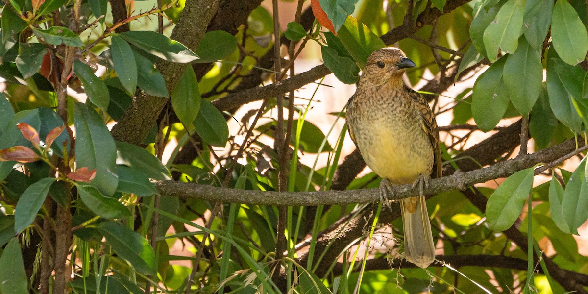 Fleckenlaubenvogel - ML610983621