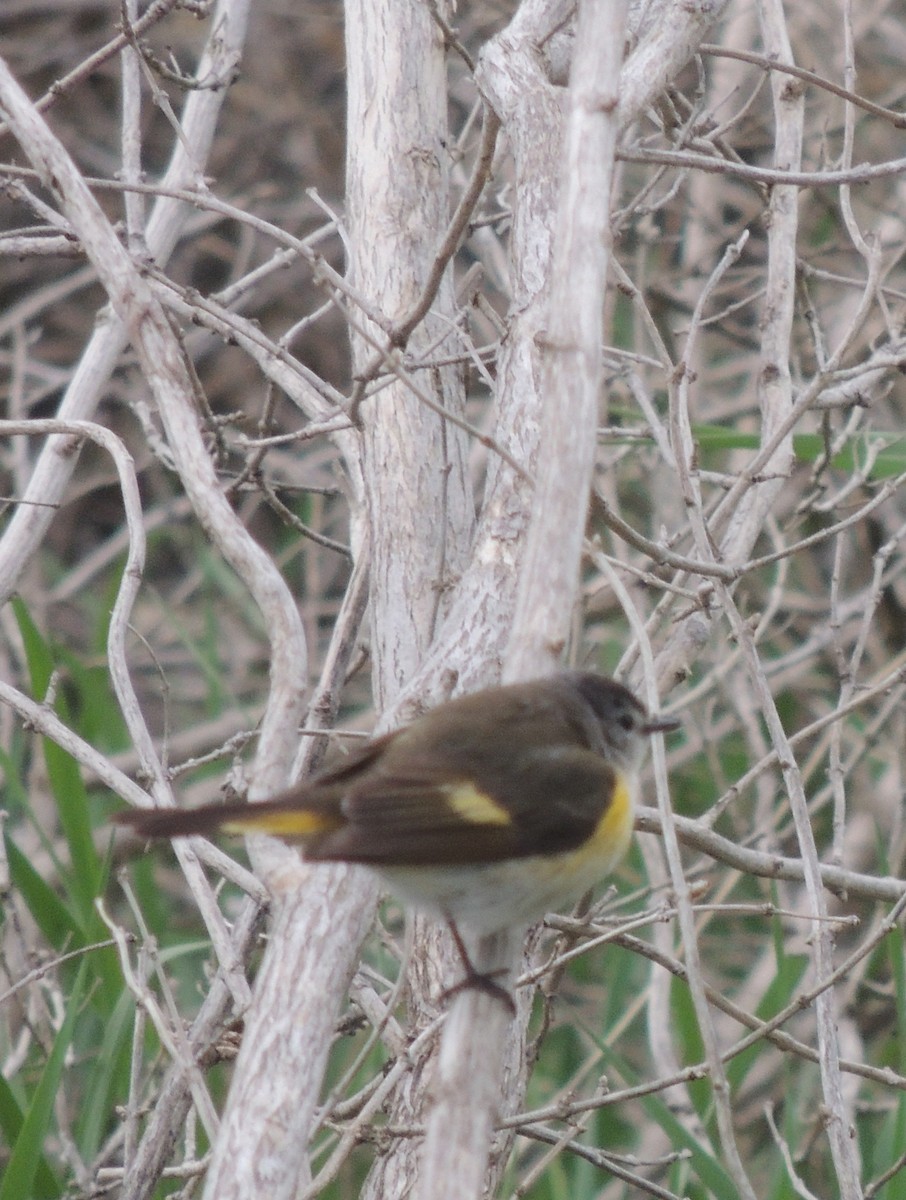 American Redstart - ML610983663