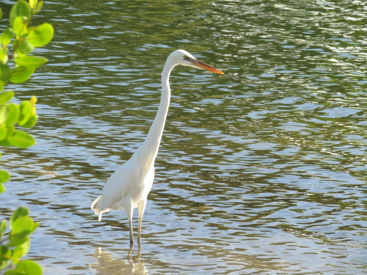 Great Blue Heron (Great White) - ML610983677