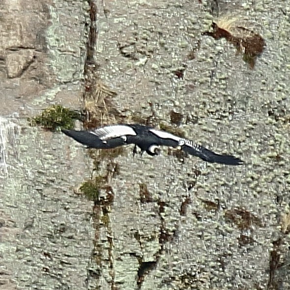 Andean Condor - Ryan Candee