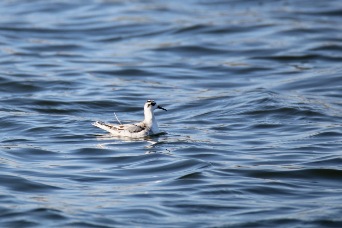 polarsvømmesnipe - ML610983801