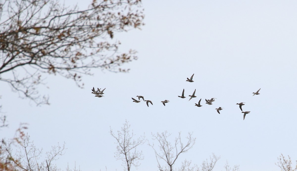 Green-winged Teal - ML610983936