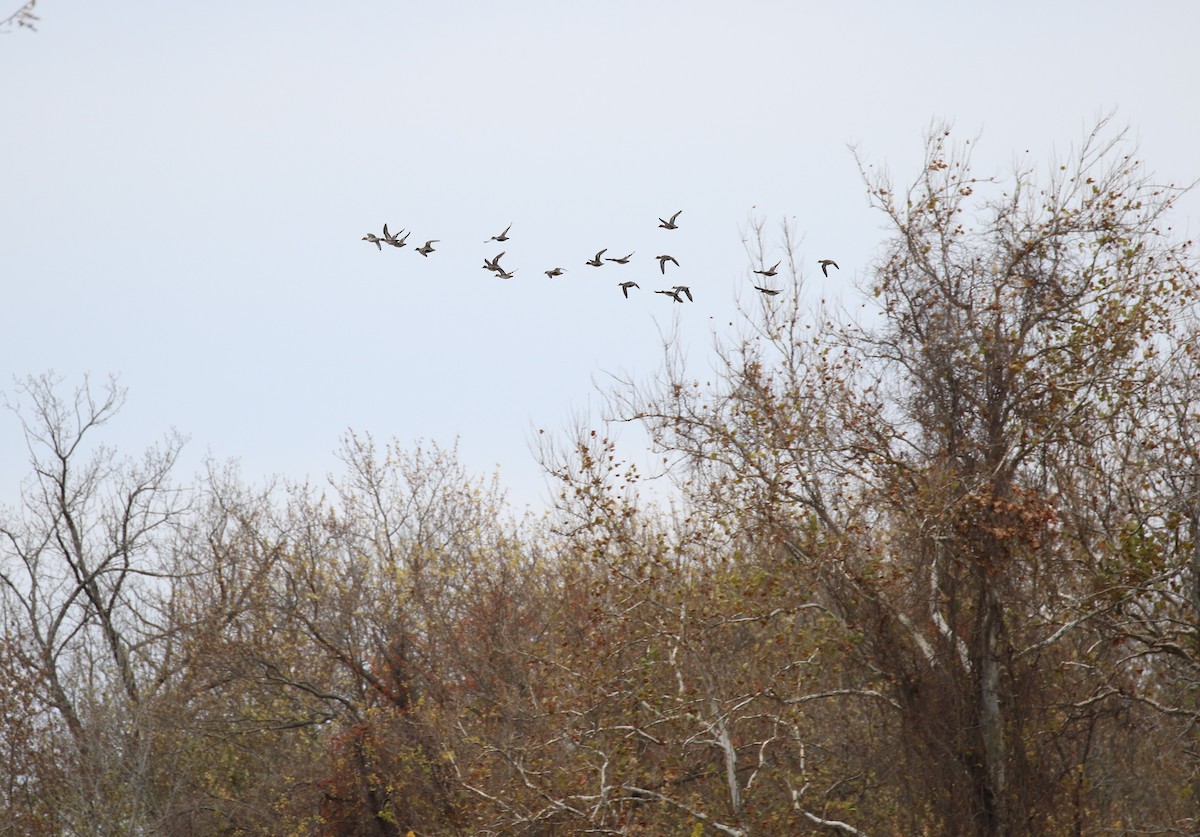Green-winged Teal - ML610983938