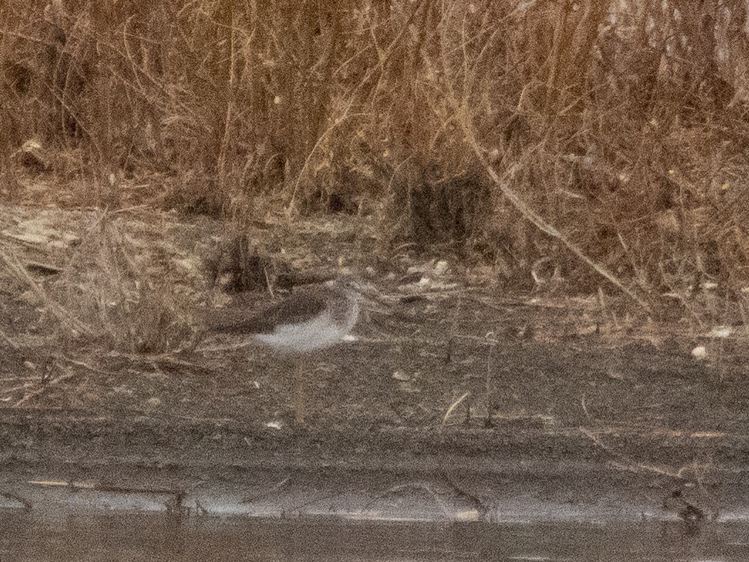 Greater Yellowlegs - ML610983985