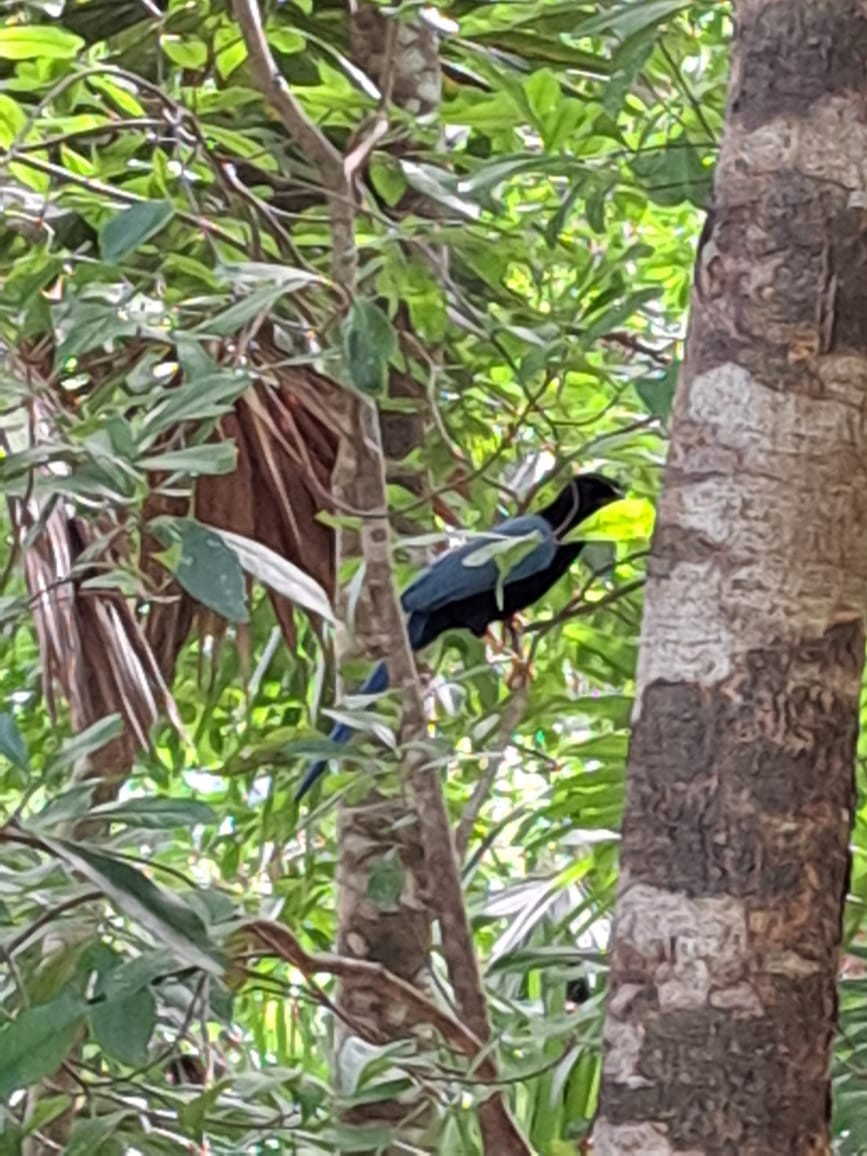 Yucatan Jay - ML610984005