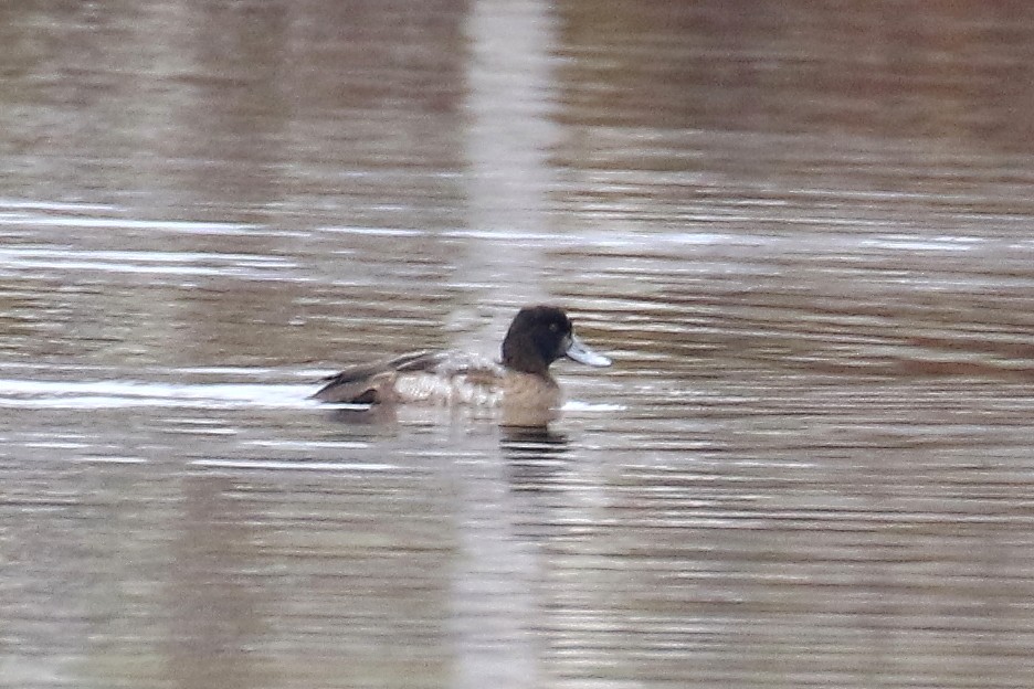 Lesser Scaup - ML610984060