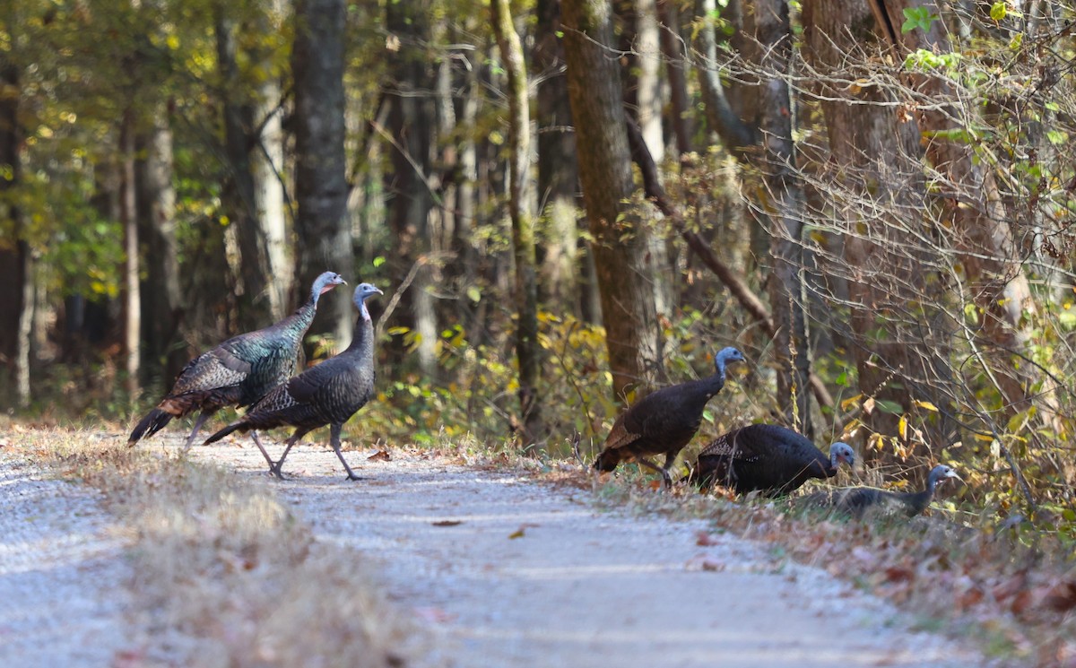 Wild Turkey - Karin Pelton