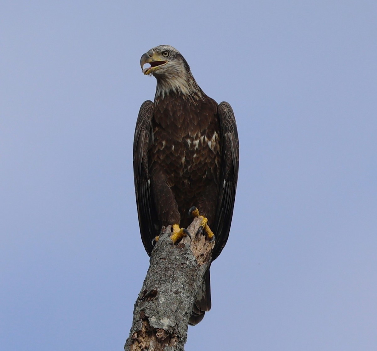 Bald Eagle - ML610984124