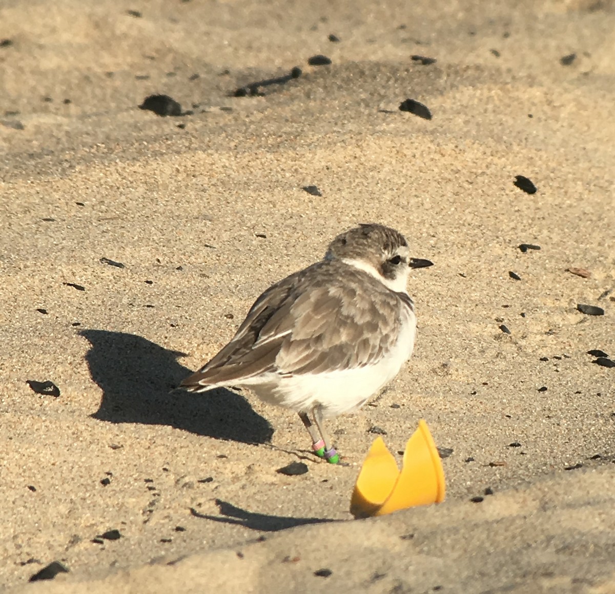 Snowy Plover - ML610984134