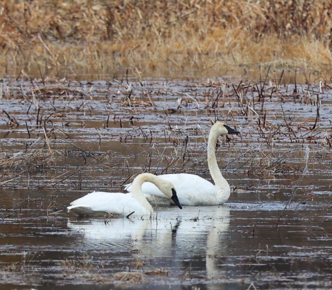 Trumpeter Swan - Karin Pelton