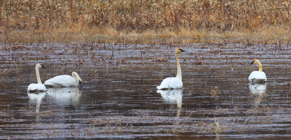 Trompeterschwan - ML610984199