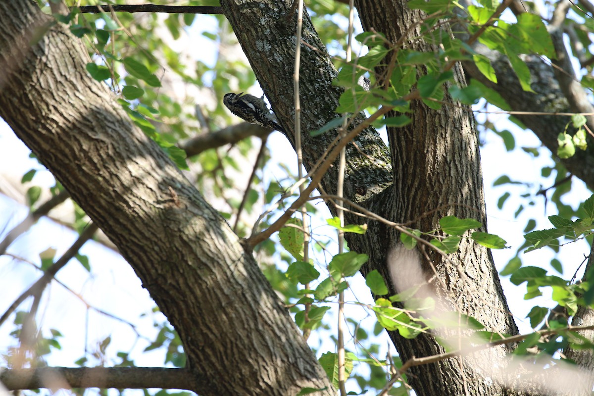 Yellow-bellied Sapsucker - ML610984230