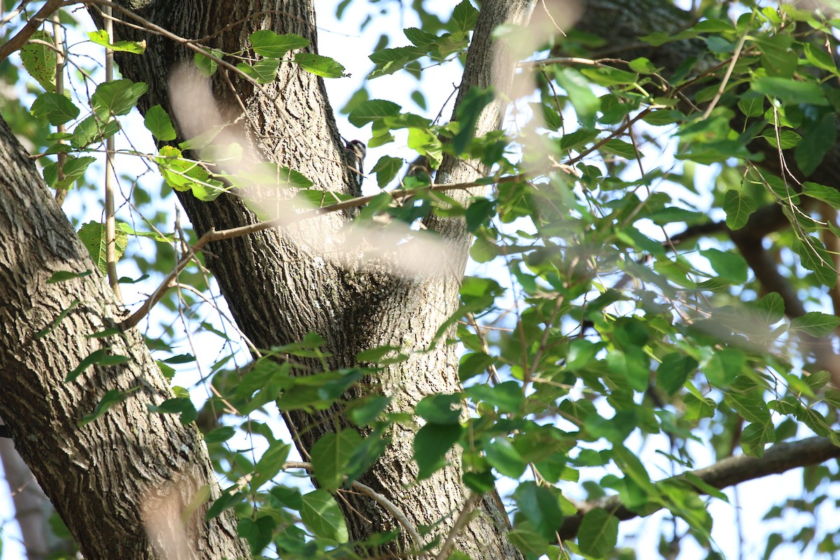 Yellow-bellied Sapsucker - ML610984231