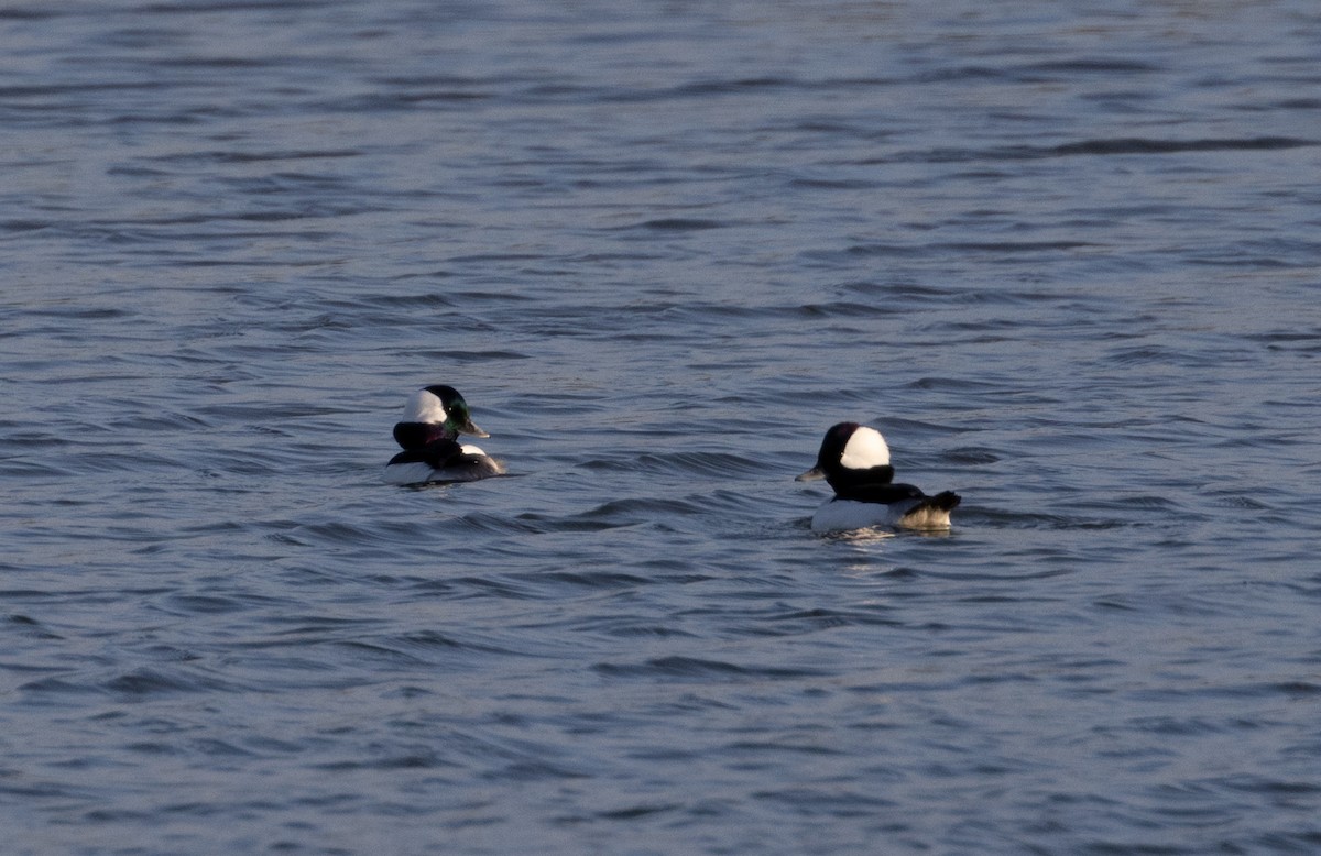 Bufflehead - ML610984242