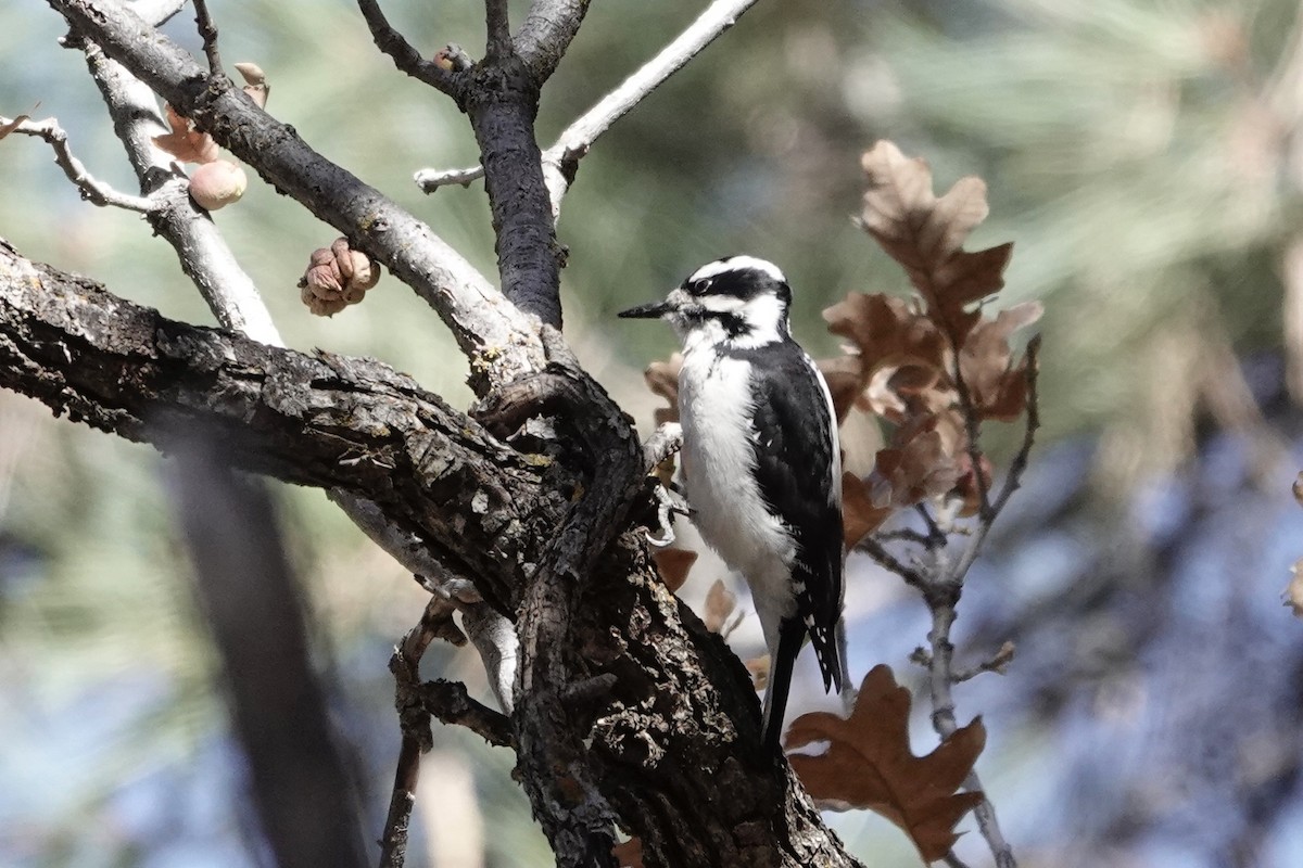 Hairy Woodpecker - ML610984243