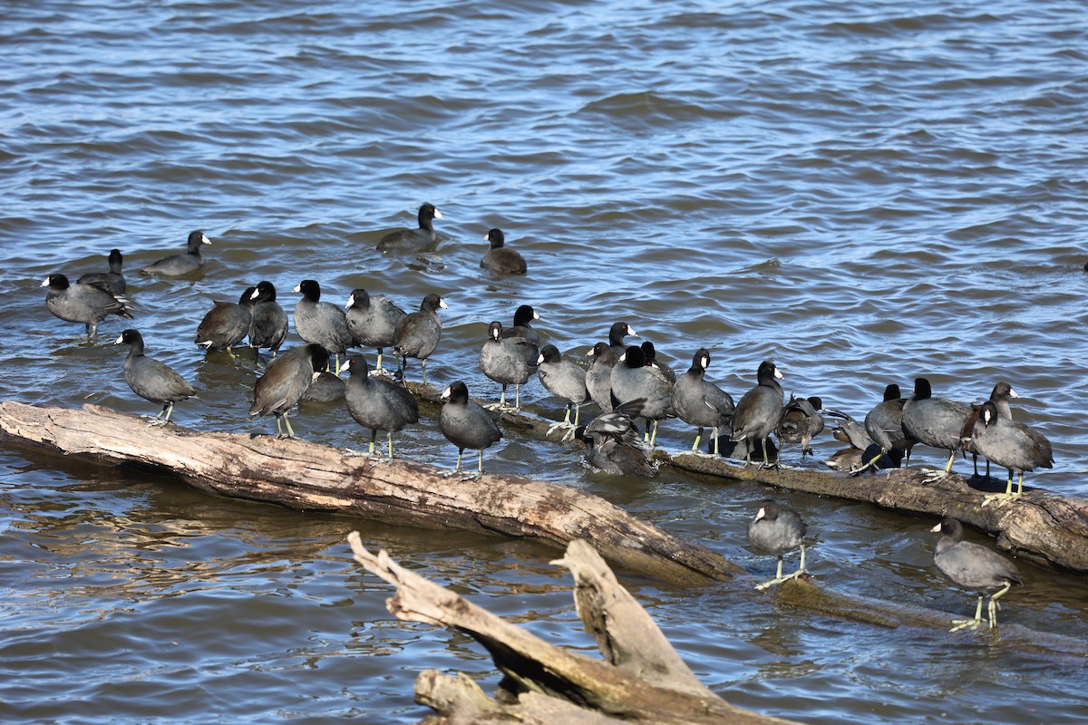 American Coot - Karin Pelton