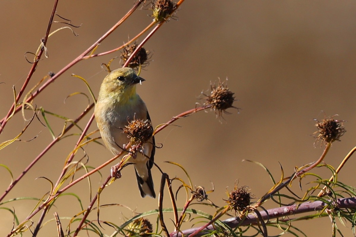 American Goldfinch - Karin Pelton