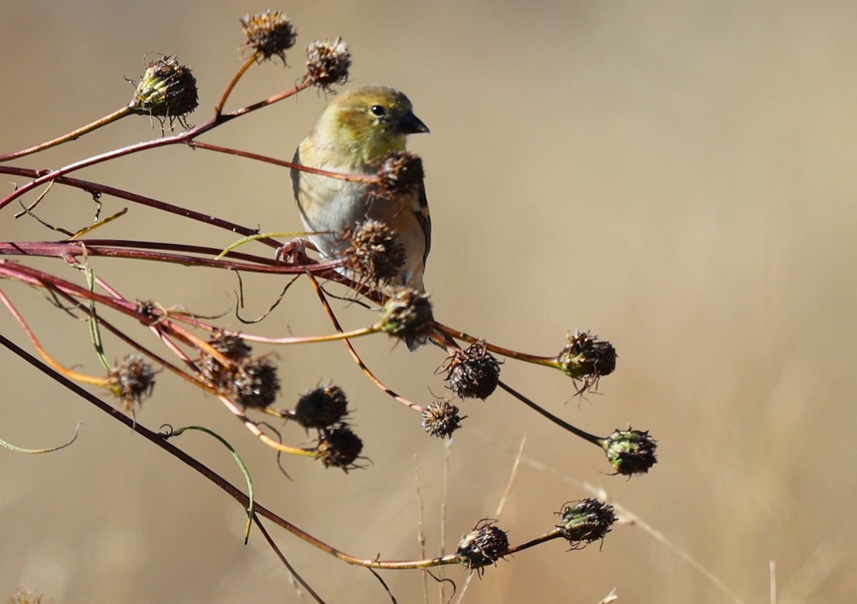 American Goldfinch - ML610984296