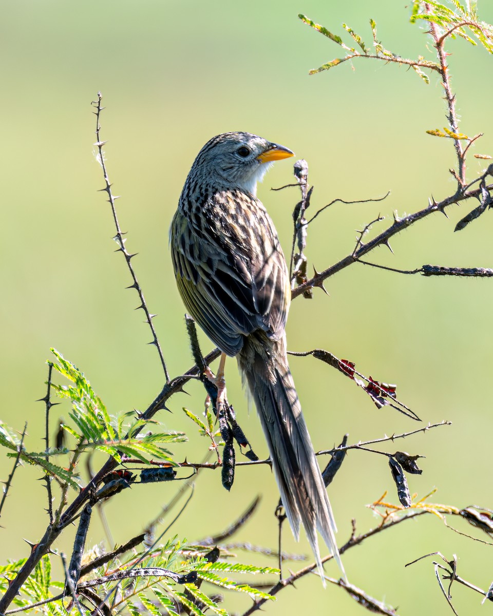 Wedge-tailed Grass-Finch - Victor Pássaro