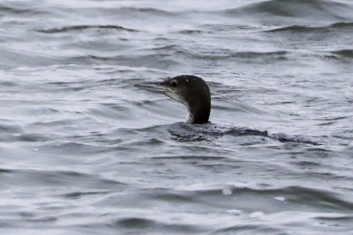 Common Loon - ML610984366