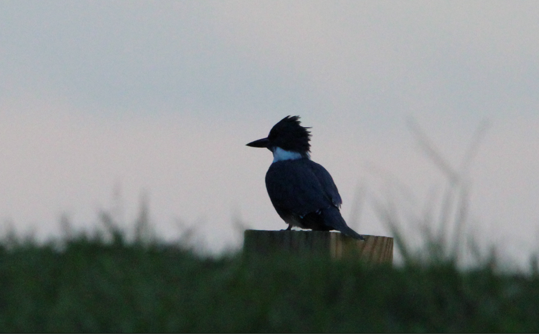 Belted Kingfisher - ML610984374